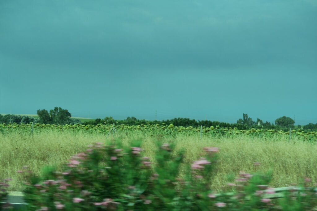 Portugal sunflower field